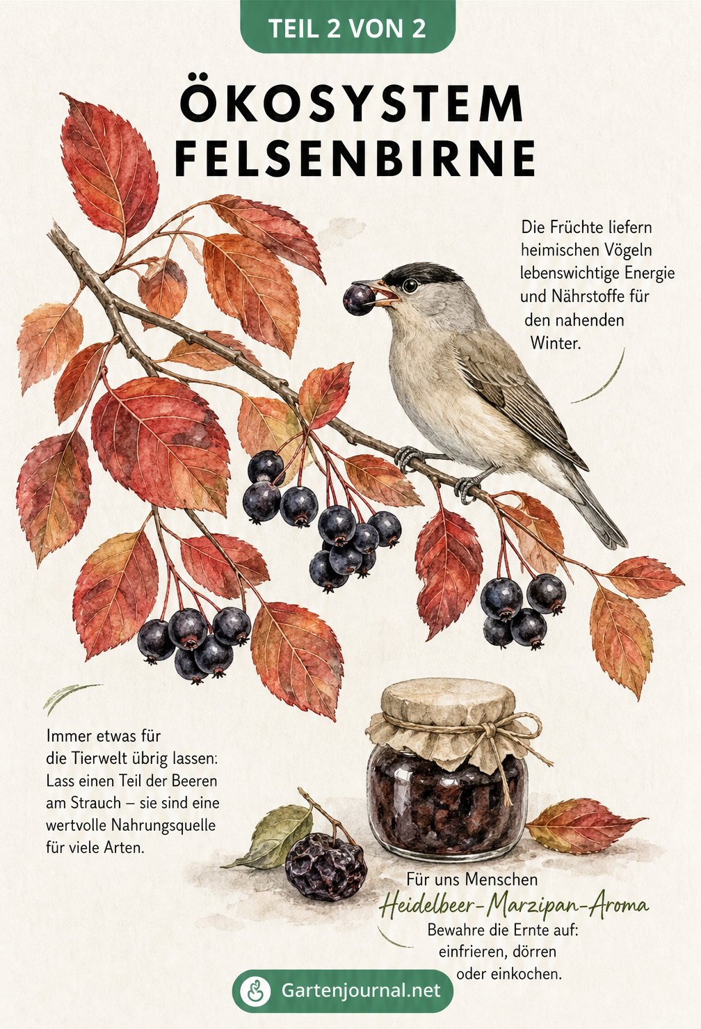 Illustration eines Felsenbirnen-Zweigs im Herbst mit roten Blättern, dunklen Beeren und einem Singvogel.