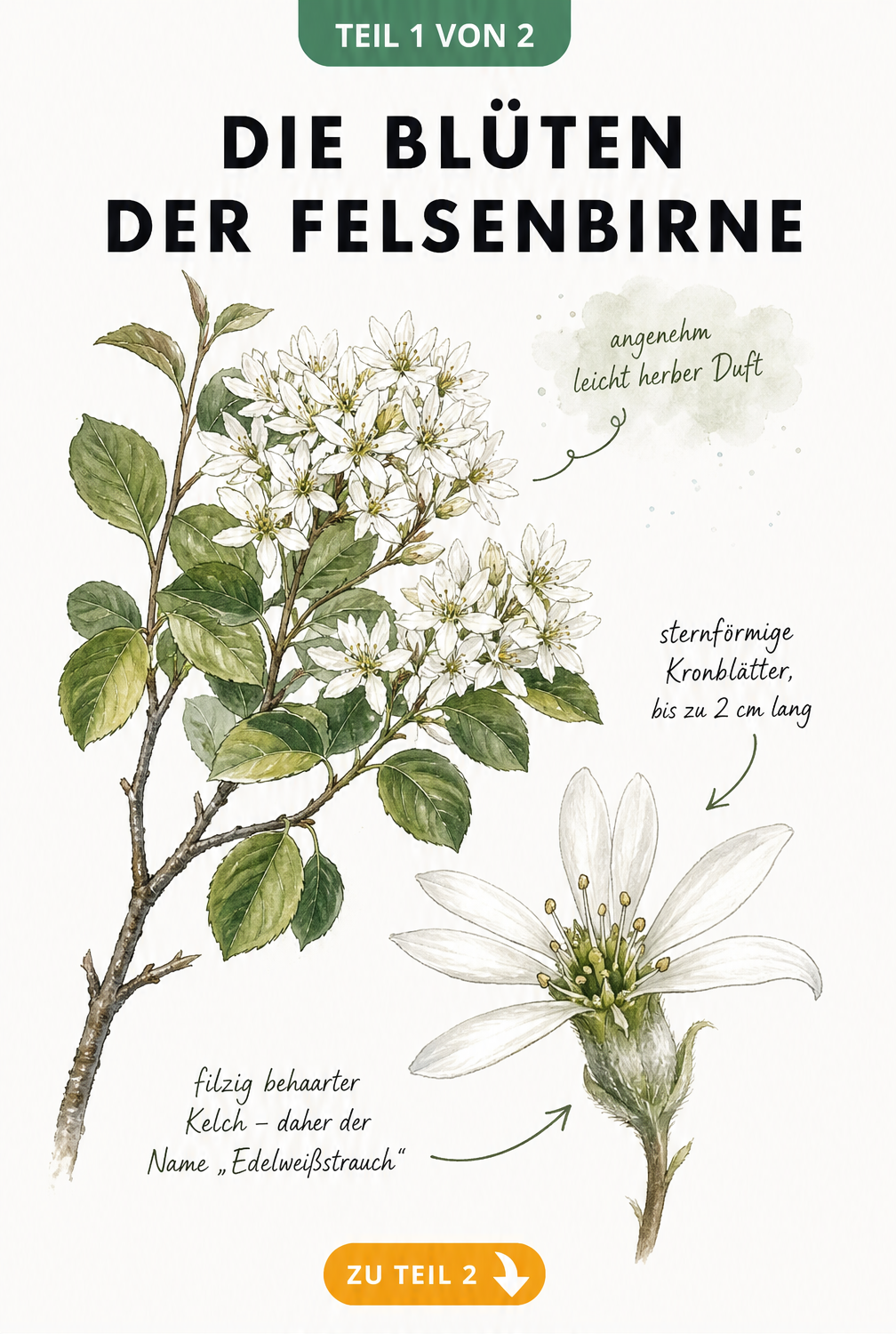 Botanische Illustration eines Felsenbirnen-Zweigs mit weißen Blütentrauben und dunkelgrünem Laub