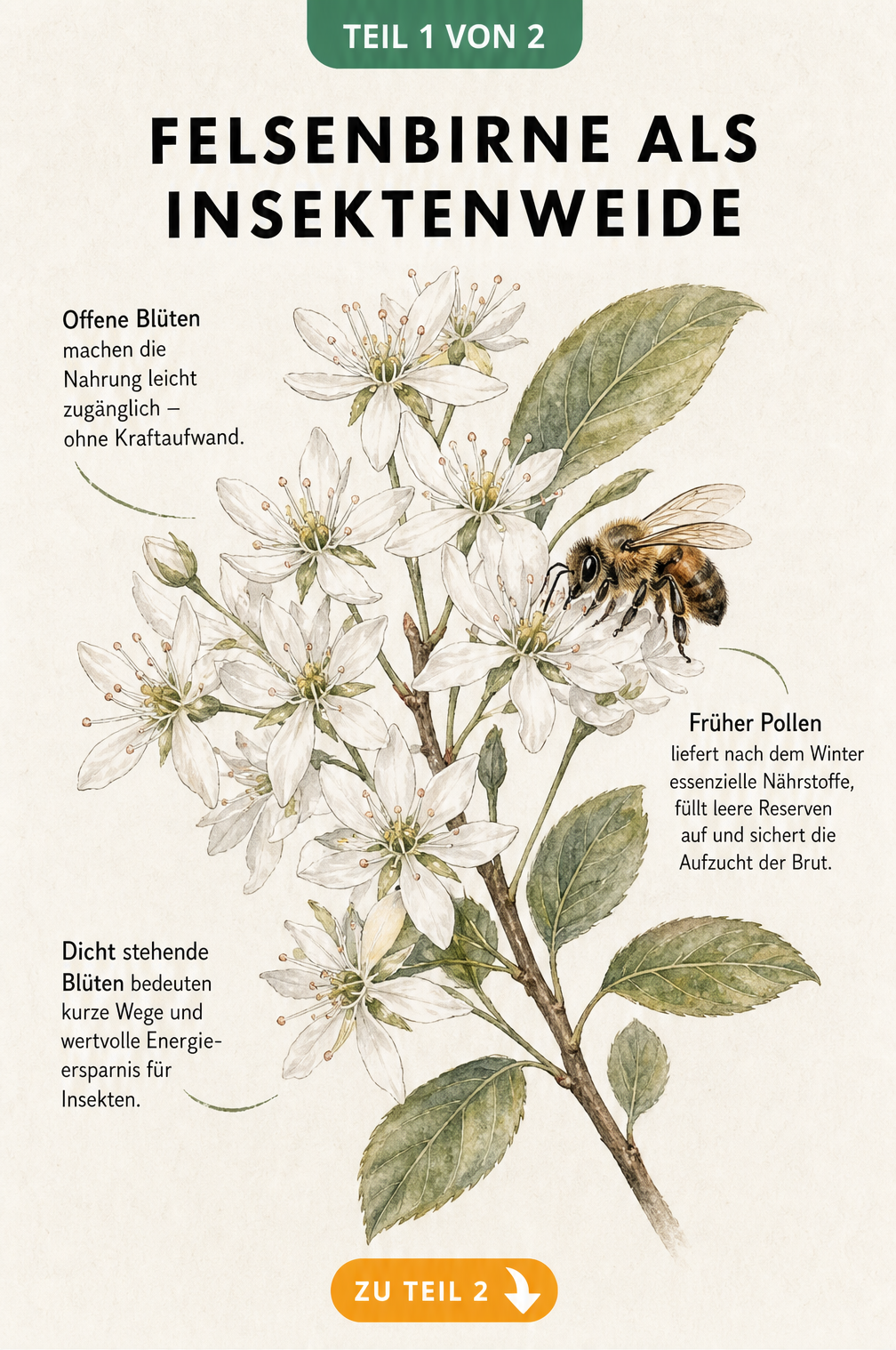 Botanische Illustration eines Felsenbirnen-Zweigs mit weißen Sternblüten und einer Wildbiene, die Nektar sammelt.