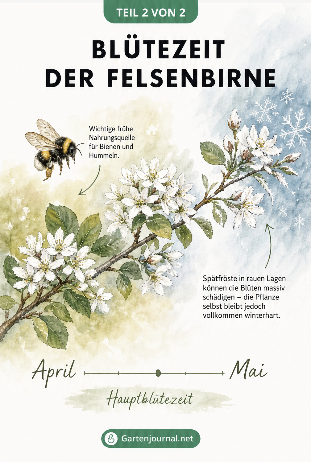 Illustration eines blühenden Felsenbirnen-Zweigs mit Zeitachse von April bis Mai, Hummel und Eiskristallen