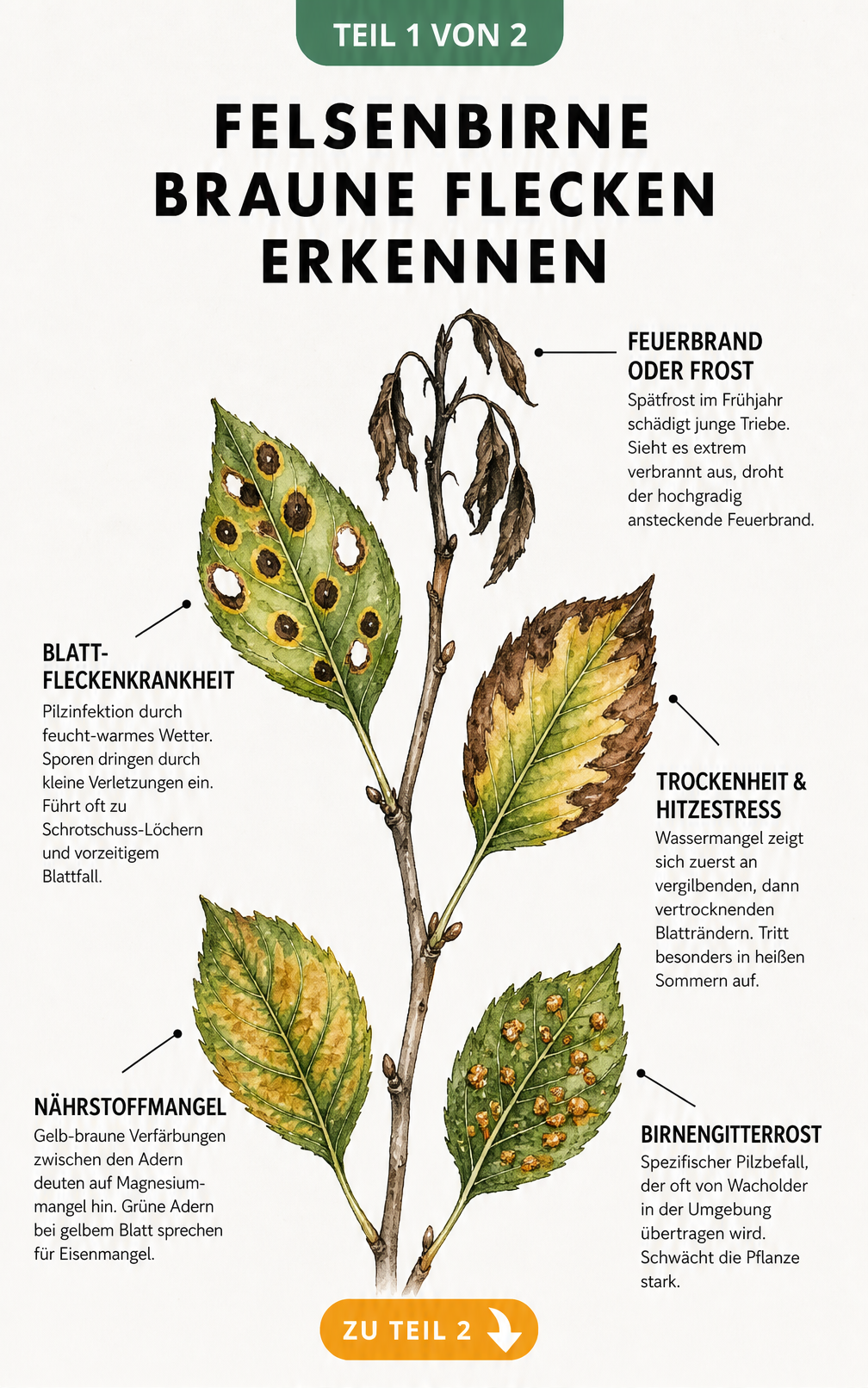 Botanische Illustration eines Felsenbirnen-Zweigs mit verschiedenen Schadbildern wie Blattfleckenkrankheit, Trockenheit, Nährstoffmangel, Birnengitterrost und...