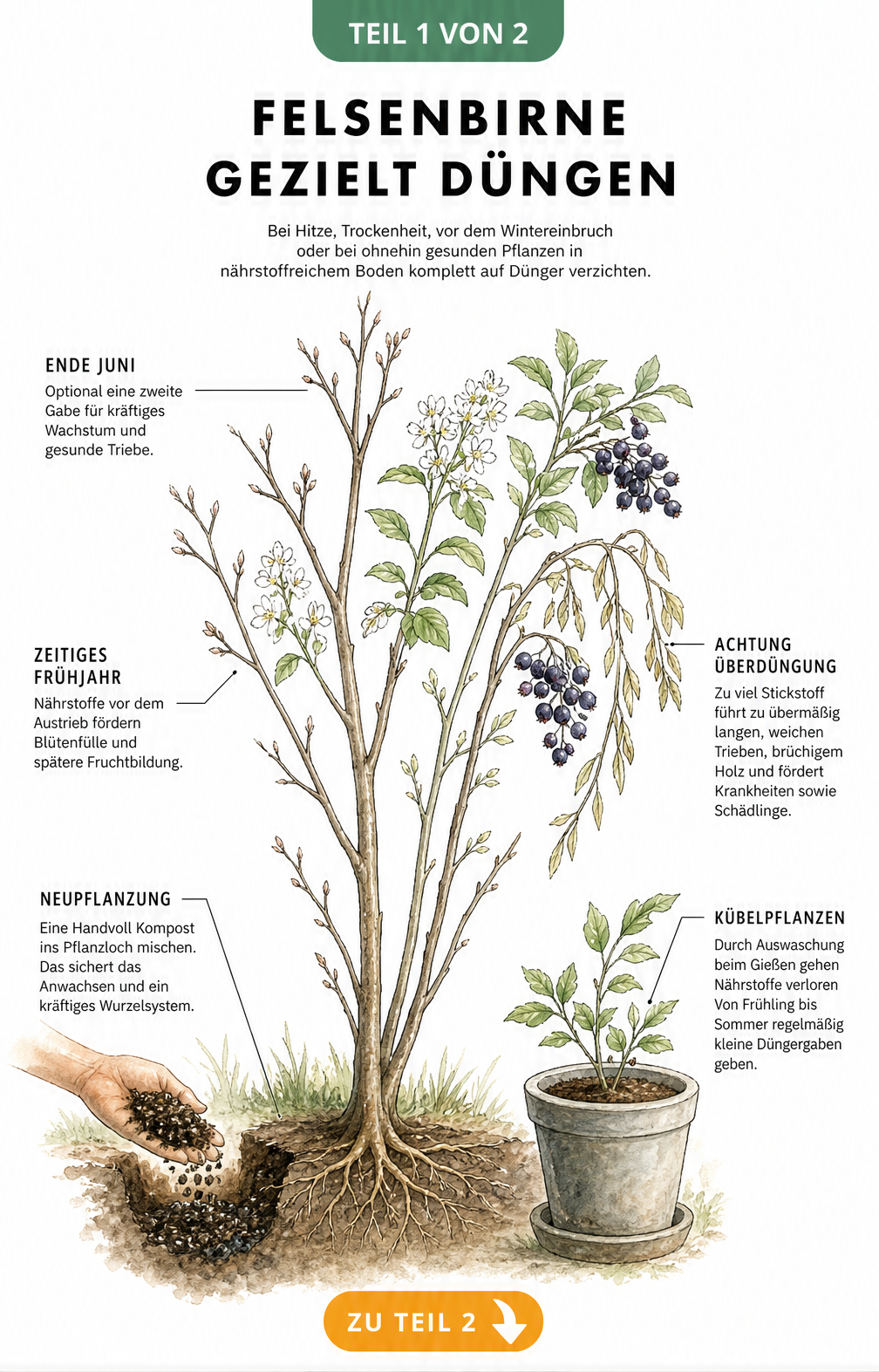 Botanische Illustration einer Felsenbirne im Jahresverlauf mit Hinweisen zur gezielten Düngung im Frühjahr und Sommer sowie Warnung vor Überdüngung.