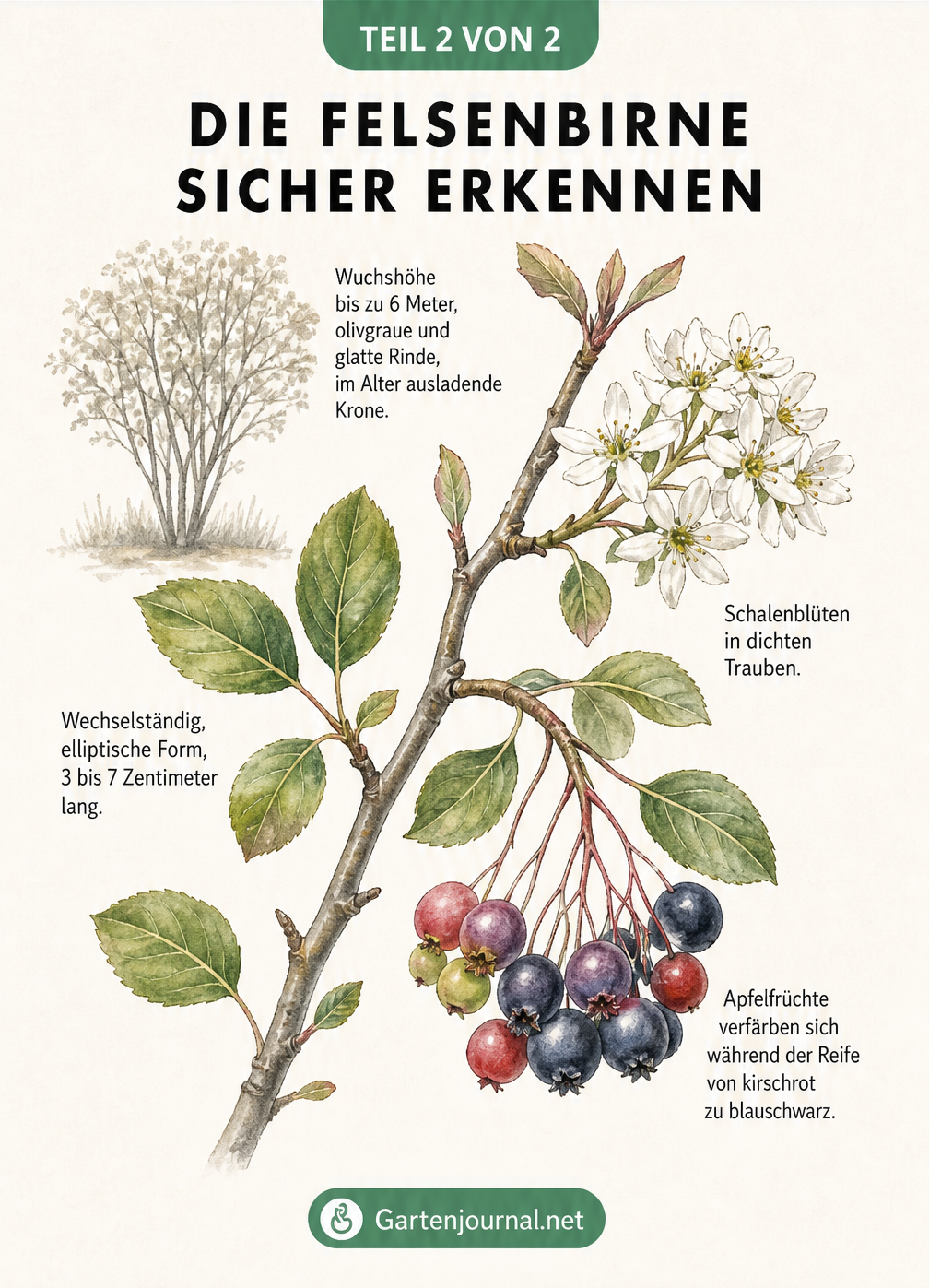 Illustration eines Felsenbirnen-Astes mit Blüten, Blättern und Früchten in verschiedenen Reifestadien