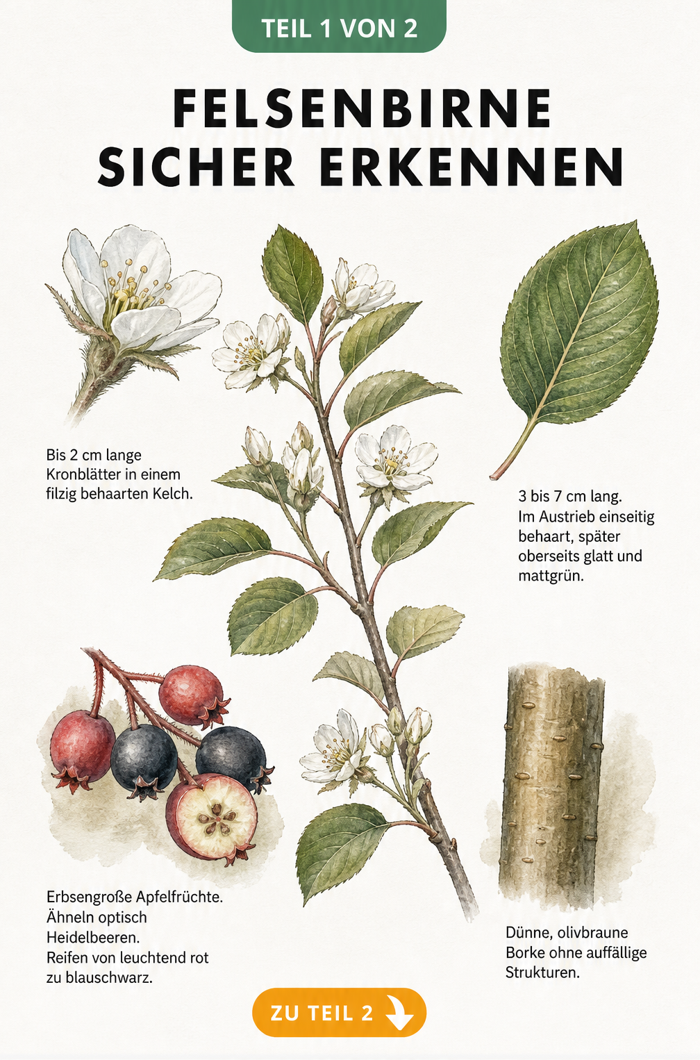 Botanische Illustration der Felsenbirne mit Details zu Blüte, Blatt, Frucht und Rinde