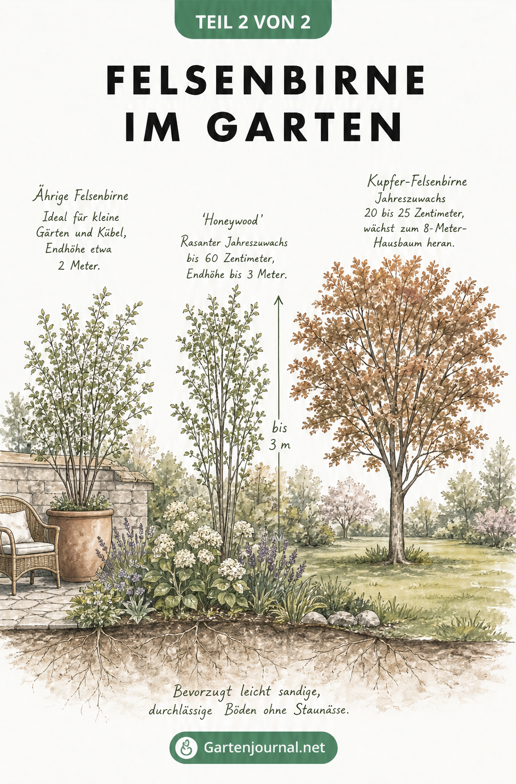 Aquarell-Zeichnung dreier Gartenszenen mit Felsenbirnen in Kübel, Gehölzgruppe und als Solitärbaum
