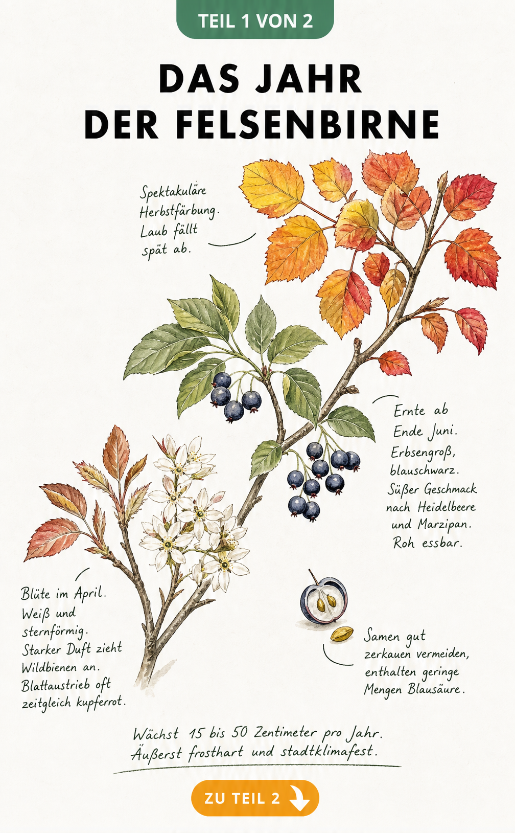 Botanische Illustration der Felsenbirne im Jahresverlauf mit Blüte, Beeren und Herbstfärbung