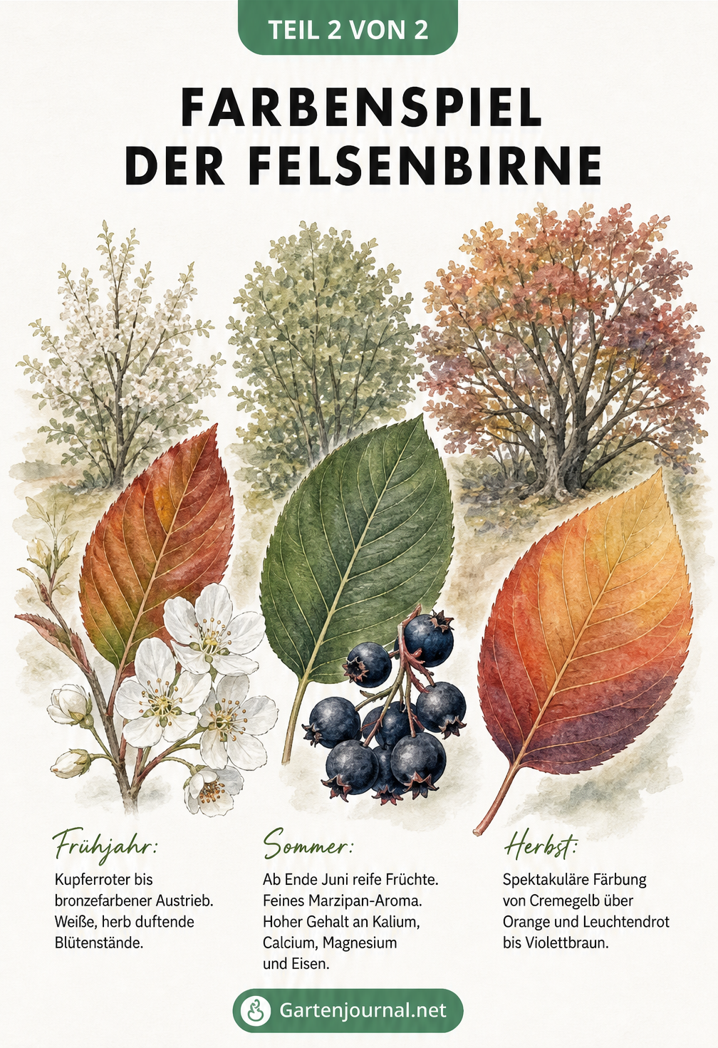 Illustration der Felsenbirne im Jahresverlauf mit Wuchsform, Blüten, Früchten und Herbstfärbung