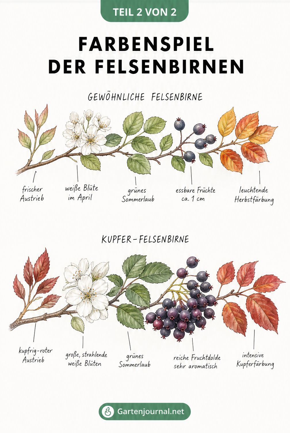 Zeichnung von Zweigen der Gewöhnlichen Felsenbirne und Kupfer-Felsenbirne im Jahresverlauf mit Blättern, Blüten und Früchten