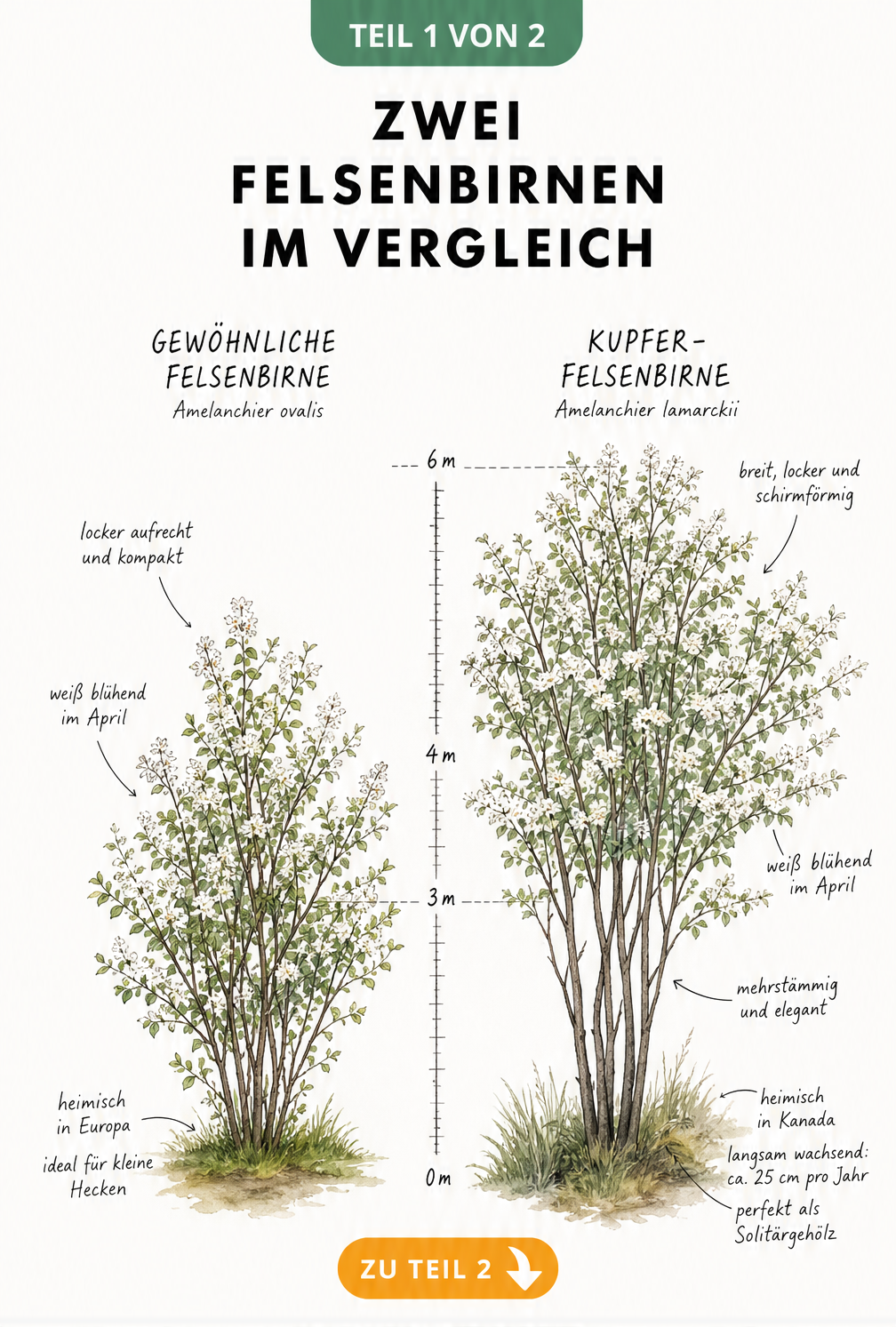 Botanische Illustration der Gewöhnlichen Felsenbirne und der Kupfer-Felsenbirne im Größenvergleich mit Messlatte