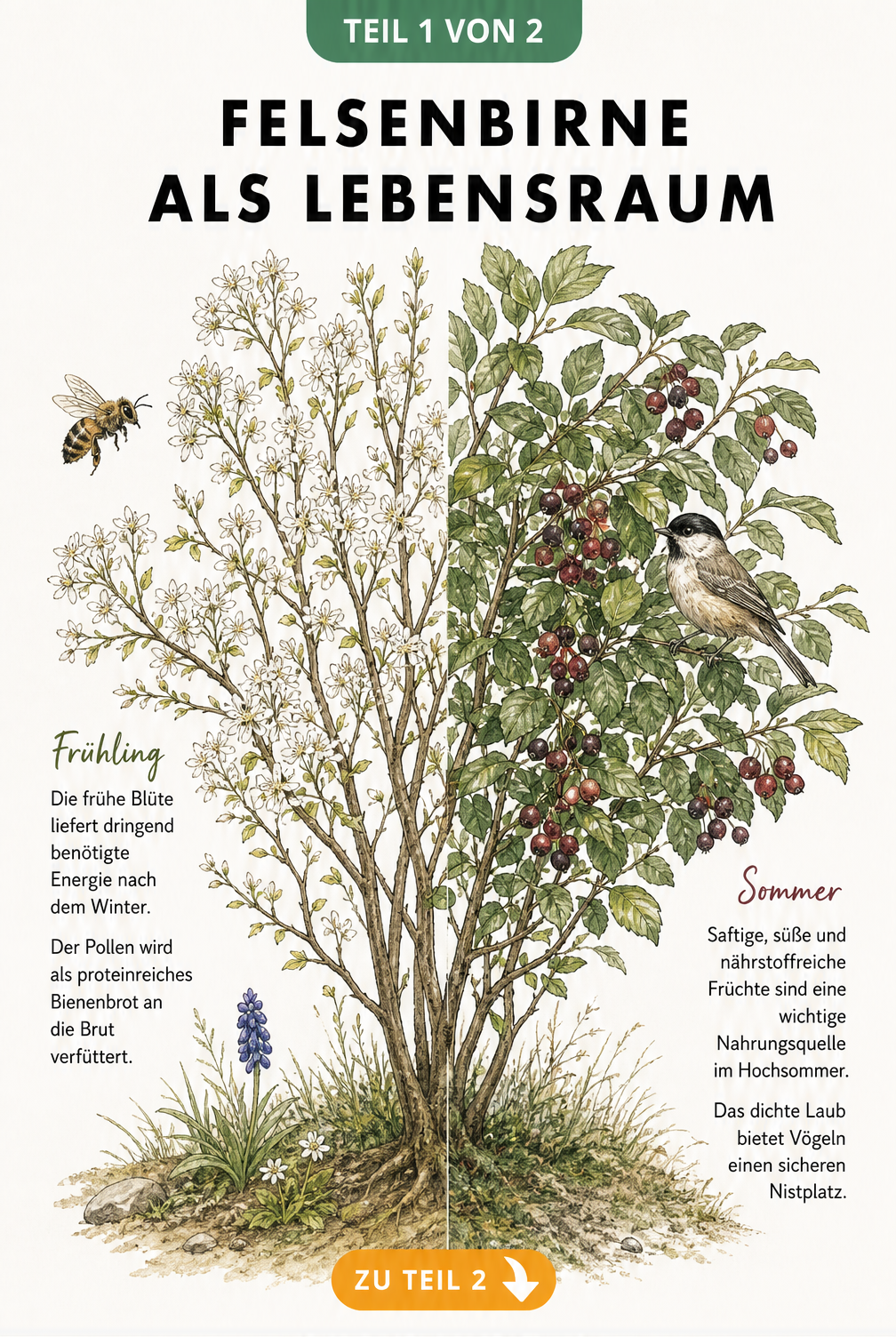 Botanische Illustration einer Felsenbirne im Halbschnitt der Jahreszeiten mit Wildbiene und Singvogel