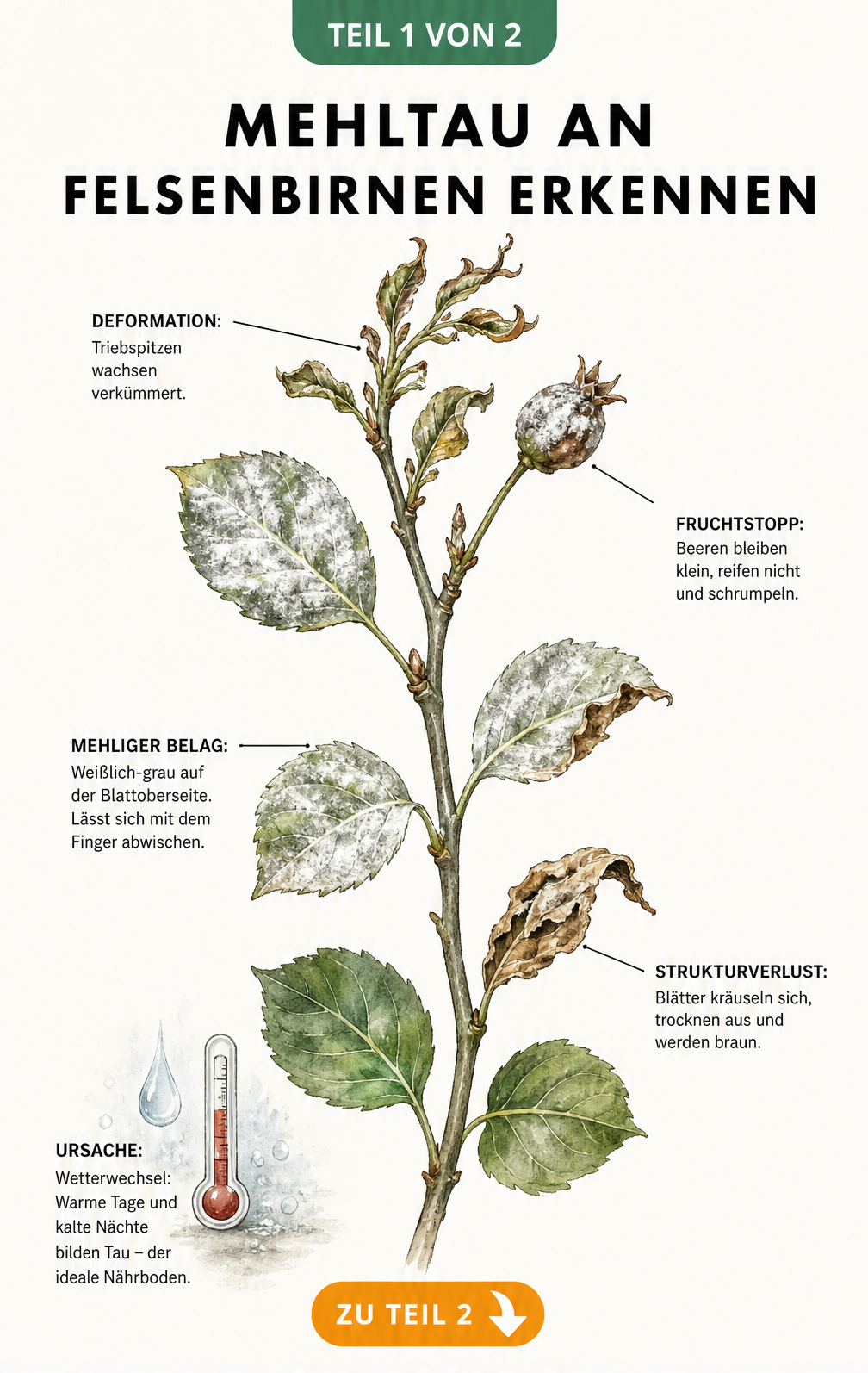 Illustration eines Felsenbirnen-Zweigs, der die Symptome von Mehltau von unten nach oben zeigt: mehliger Belag, eingerollte Blätter und verkrüppelte...