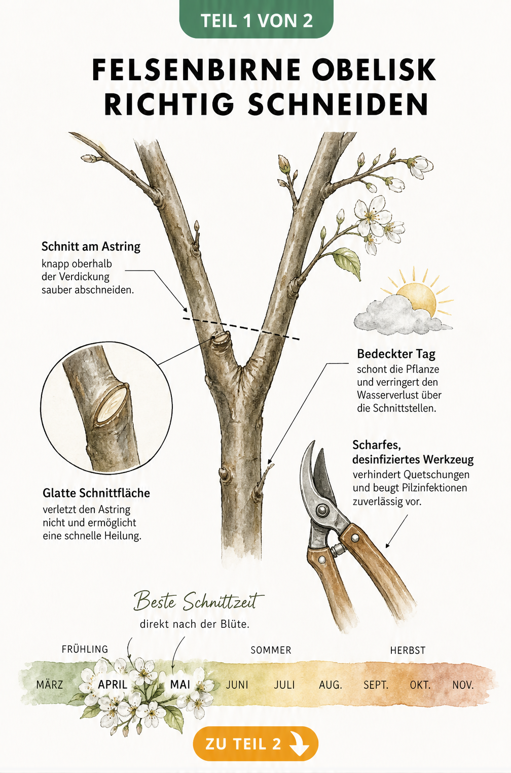 Botanische Illustration einer Astgabelung der Felsenbirne Obelisk mit Markierung des exakten Schnittpunkts am Astring und Zeitstrahl für den Schnitt nach der...