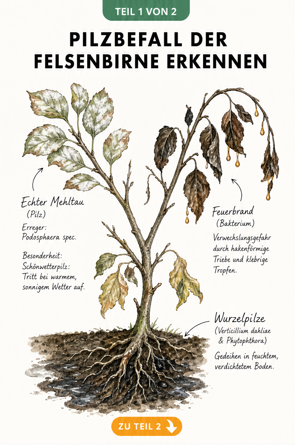 Botanische Illustration eines Felsenbirnen-Zweigs mit Symptomen von Echtem Mehltau, Feuerbrand und Wurzelpilzen