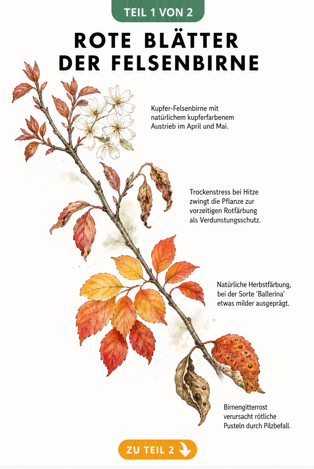 Botanische Illustration eines Felsenbirnen-Zweiges, der die Ursachen für rote Blätter wie Austrieb, Trockenstress, Herbstfärbung und Birnengitterrost zeigt.