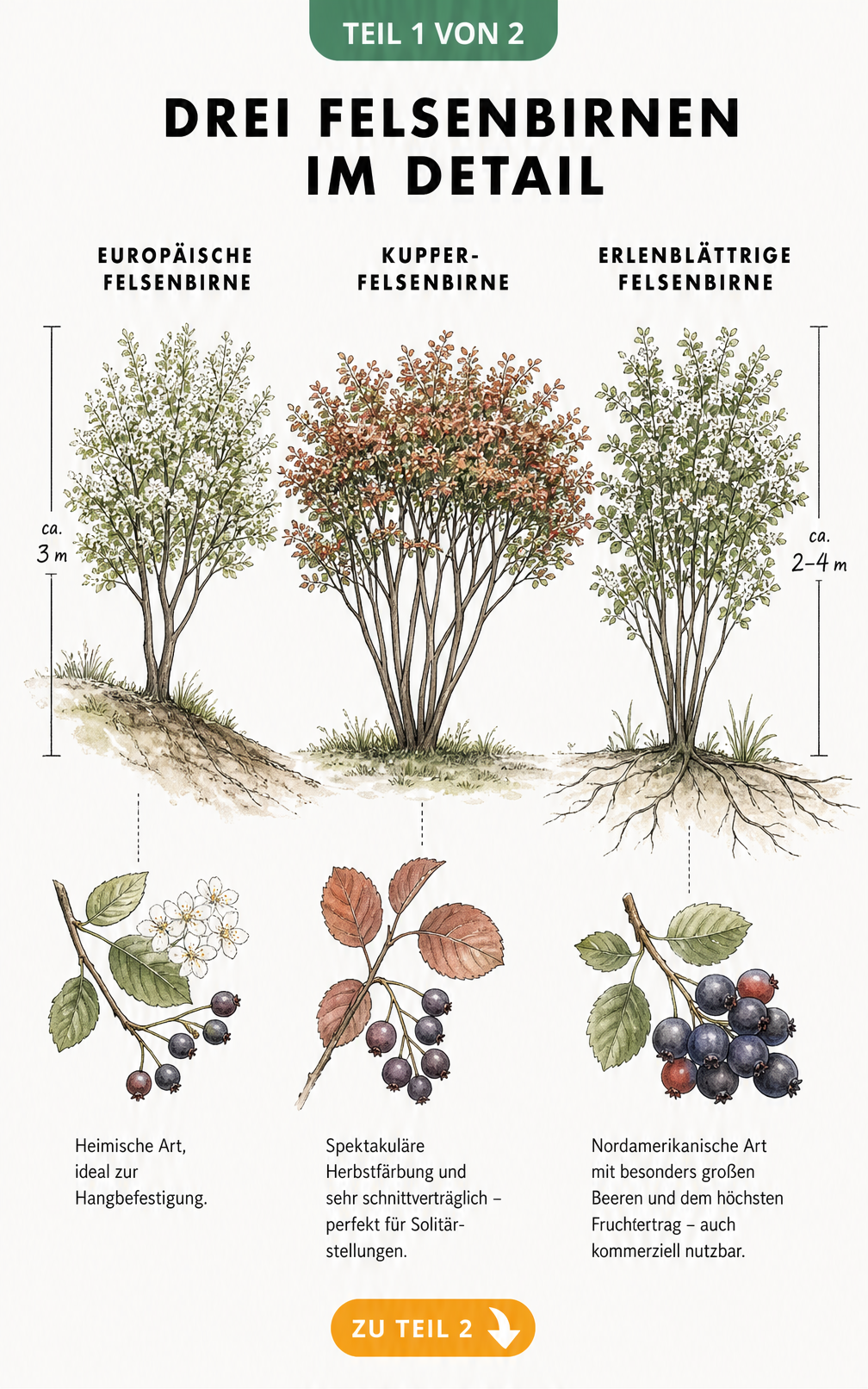 Botanische Illustration von drei Felsenbirnen-Sorten: Europäische, Kupfer- und Erlenblättrige Felsenbirne mit Details zu Blättern und Früchten.