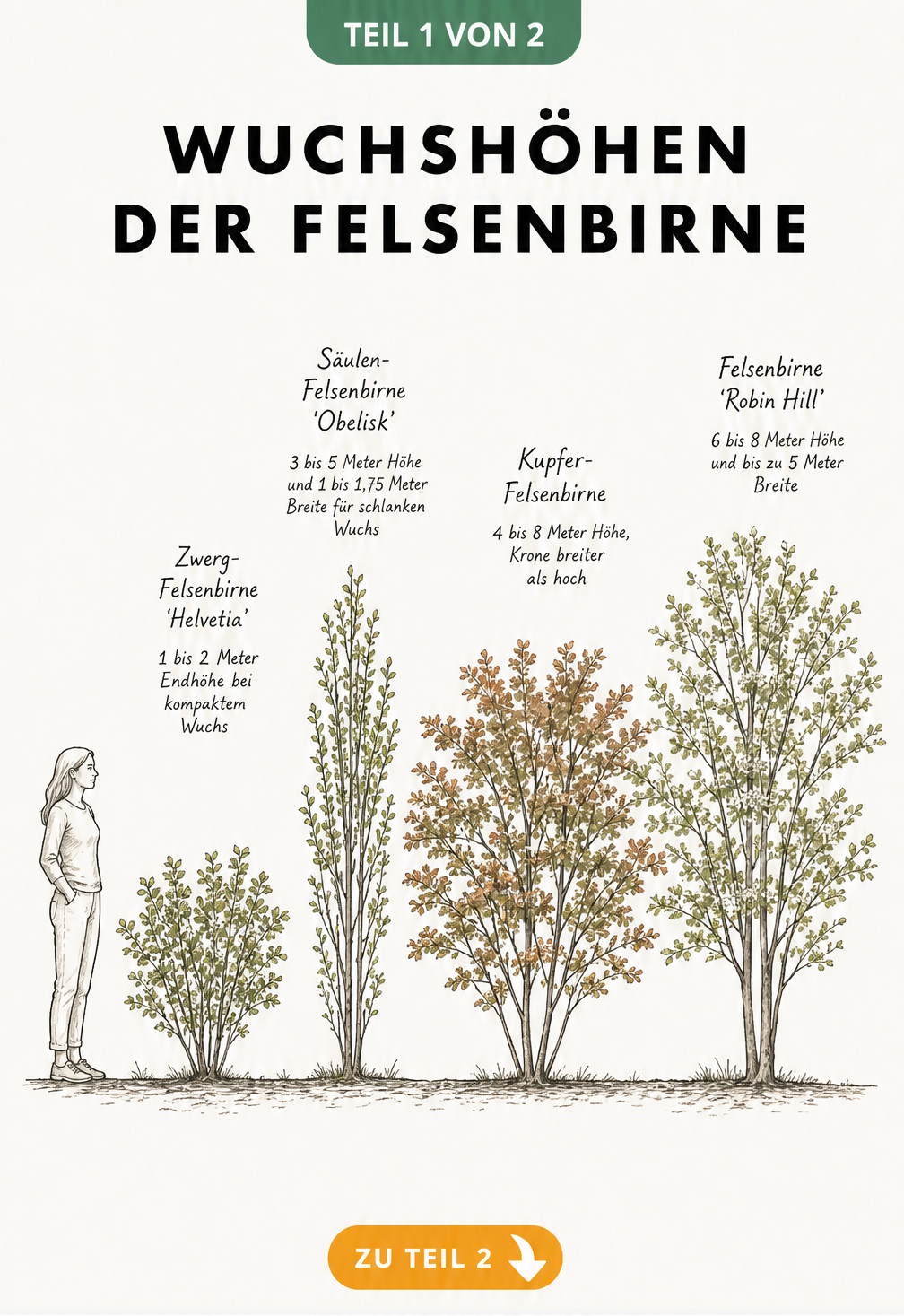 Botanische Illustration von vier Felsenbirnen-Sorten im Größenvergleich mit einer Person