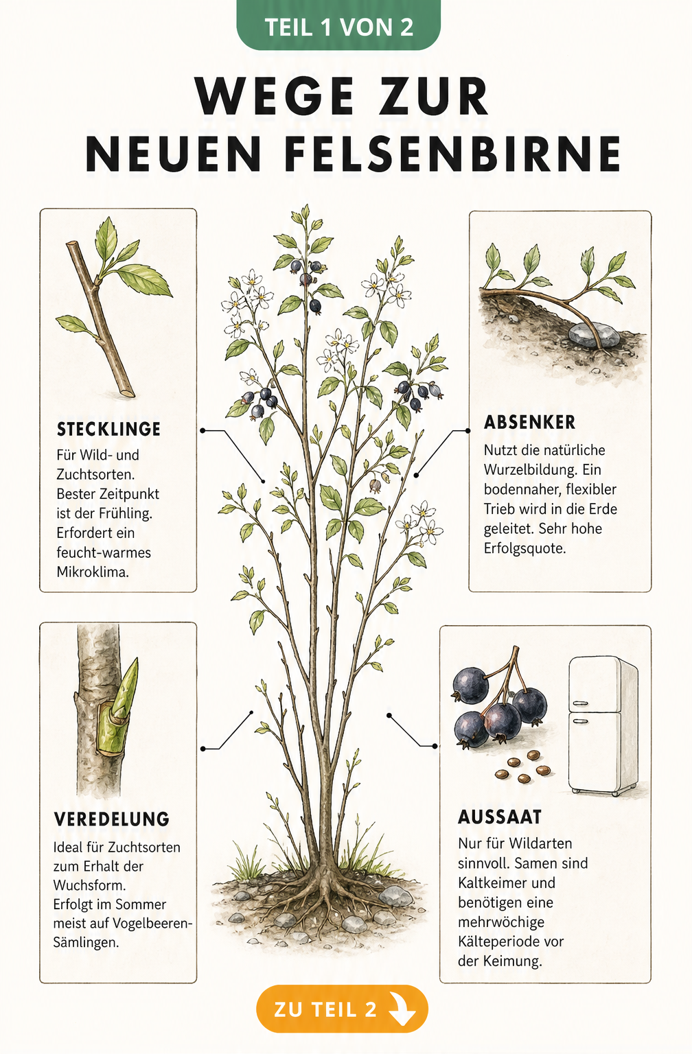 Botanisches Schaubild zur Vermehrung der Felsenbirne durch Stecklinge, Absenker, Veredelung und Aussaat