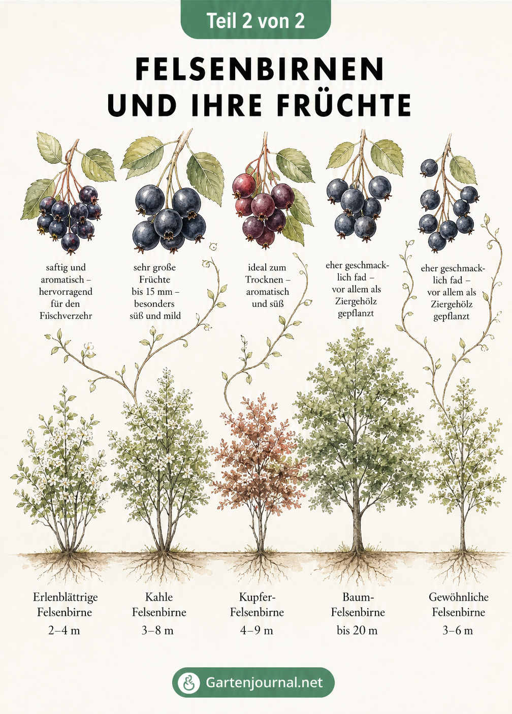Vergleichstafel verschiedener Felsenbirnen-Arten mit Baumgrößen und detaillierten Fruchtständen