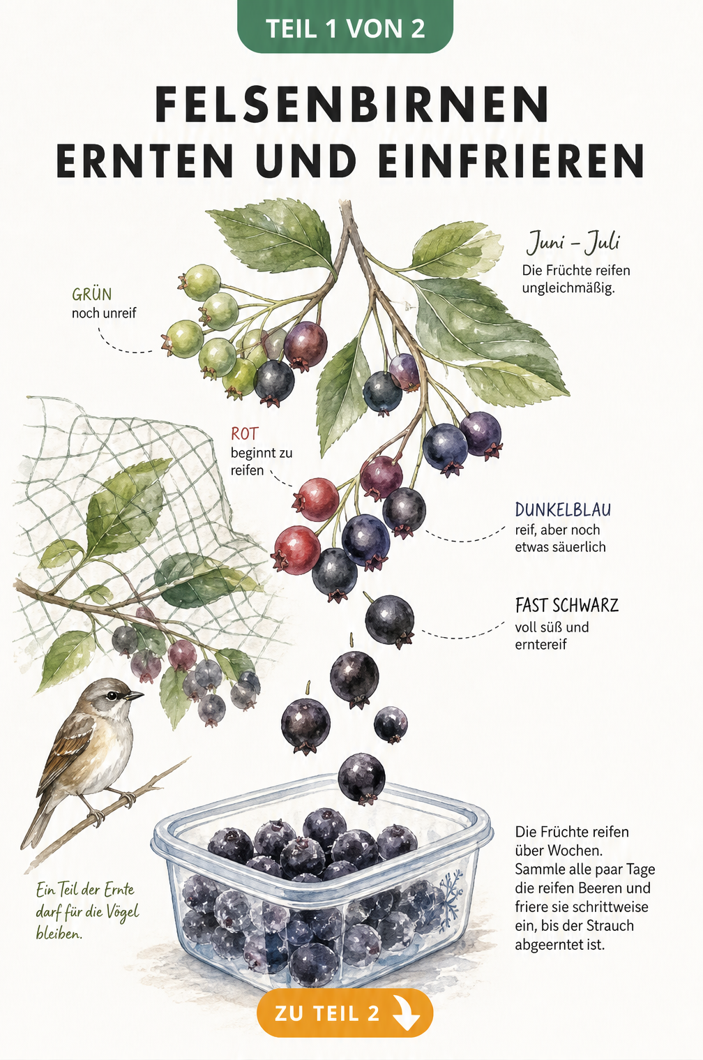 Aquarell-Illustration eines Felsenbirnen-Zweigs mit Beeren in verschiedenen Reifestadien von gruen bis schwarz und einer Tiefkuehldose