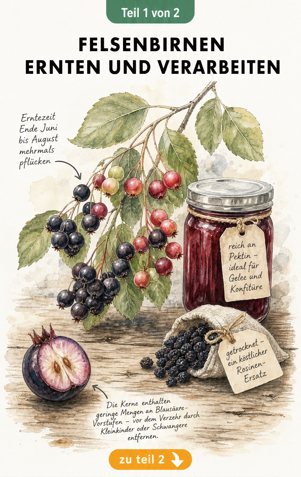Illustration eines Felsenbirnen-Zweigs mit reifen und unreifen Beeren, einem Glas Gelee und getrockneten Früchten