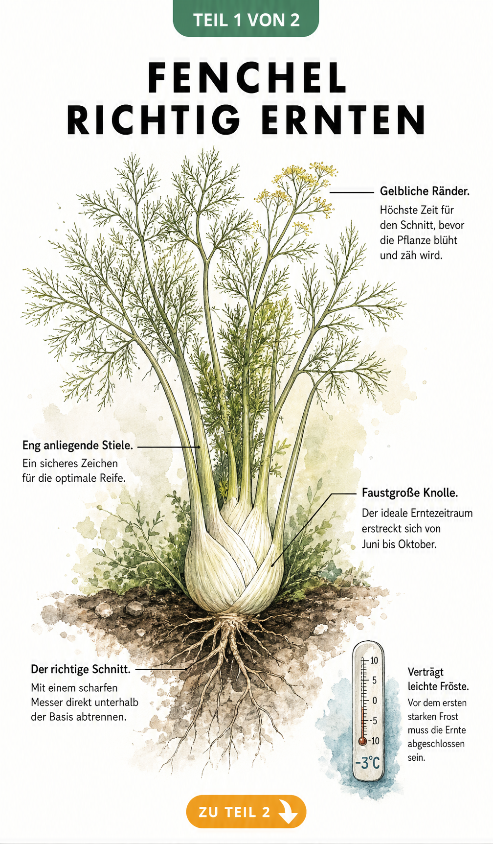 Botanische Illustration einer reifen Fenchelpflanze im Beet mit Hinweisen zur Ernte