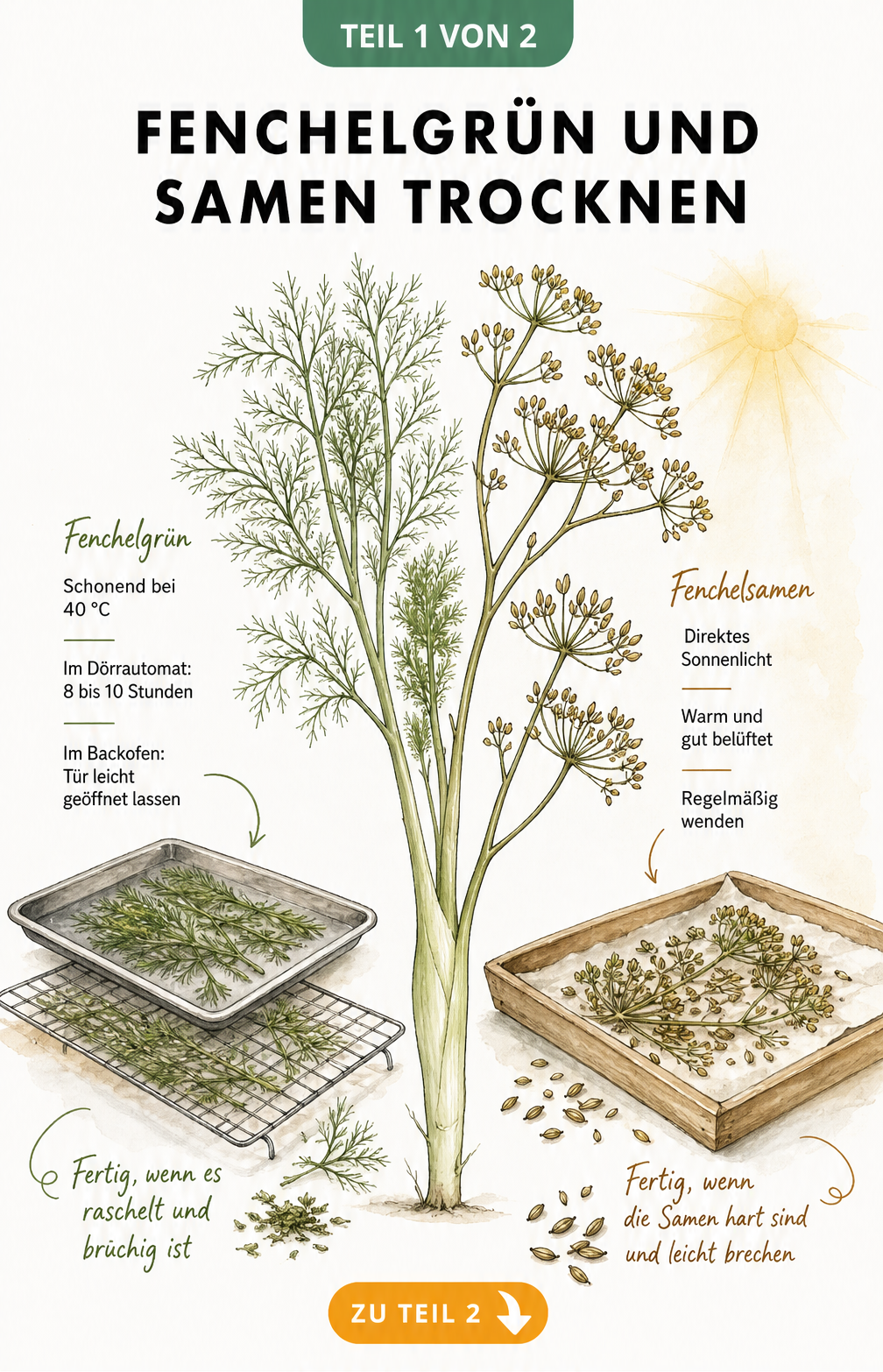 Botanische Illustration von Fenchelgrün und Fenchelsamen mit Anleitungen zum Trocknen im Dörrautomat, Backofen und an der Luft.