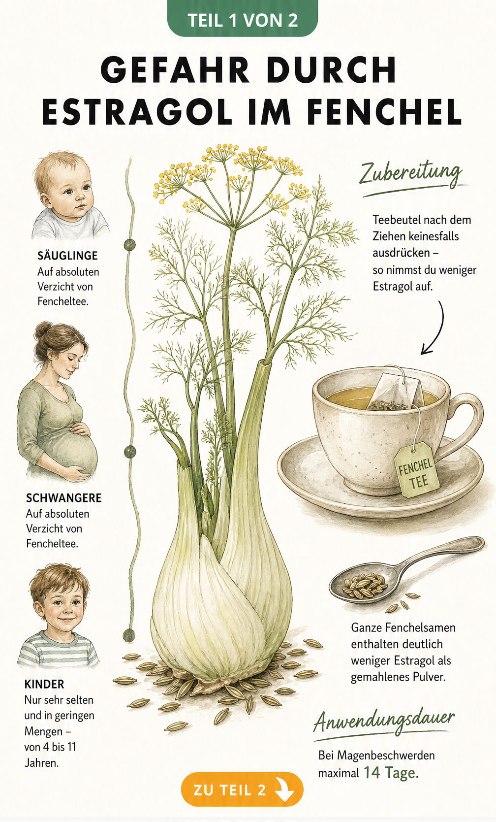 Botanische Illustration einer Fenchelknolle mit Altersfreigaben und Zubereitungsregeln für Fencheltee zur Vermeidung von Estragol