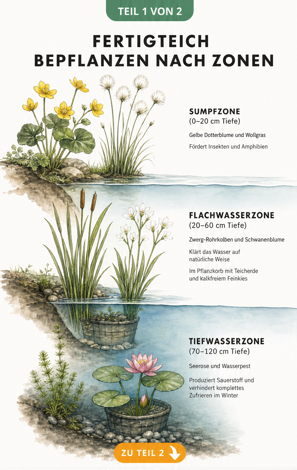 Querschnitt eines Gartenteichs mit Sumpfzone, Flachwasserzone und Tiefwasserzone sowie passenden Pflanzen wie Dotterblume und Seerose