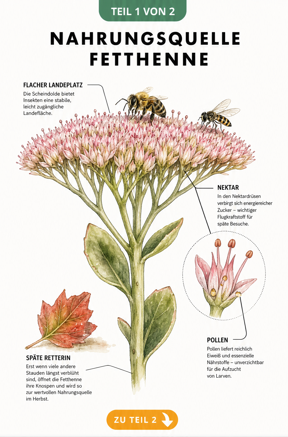 Botanische Illustration einer Fetthennen-Scheindolde im Querschnitt, die Nektar und Pollen als Insektennahrung zeigt