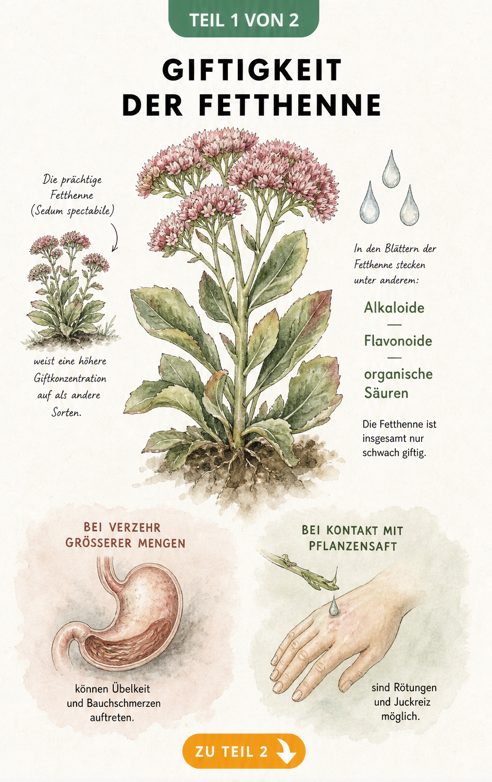 Botanische Illustration einer blühenden Fetthenne mit Hinweisen zu enthaltenen toxischen Stoffen wie Alkaloiden und Flavonoiden sowie möglichen Reaktionen bei...