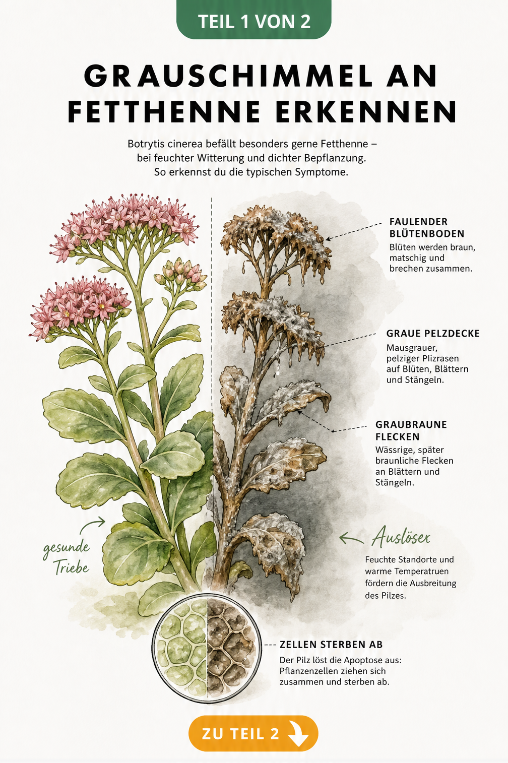 Botanische Illustration einer Fetthenne, die links gesund und rechts von Grauschimmel befallen ist, mit Detailansicht absterbender Pflanzenzellen.