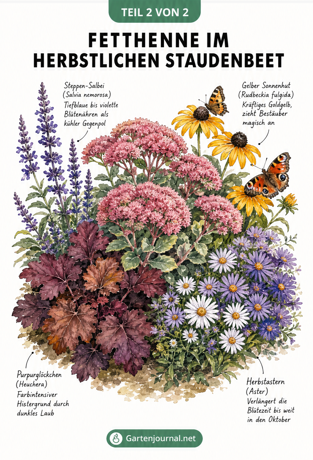 Collage einer pinken Fetthenne mit Steppen-Salbei, Sonnenhut, Purpurglöckchen und Herbstastern