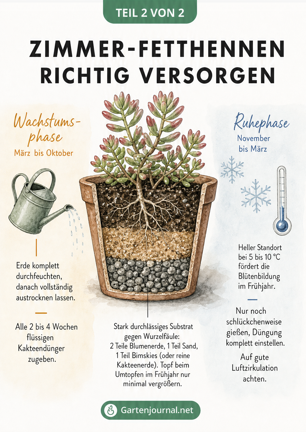 Schnittdarstellung eines Blumentopfs mit Fetthenne, die das durchlässige Substrat und die Pflege in Wachstums- und Ruhephase zeigt