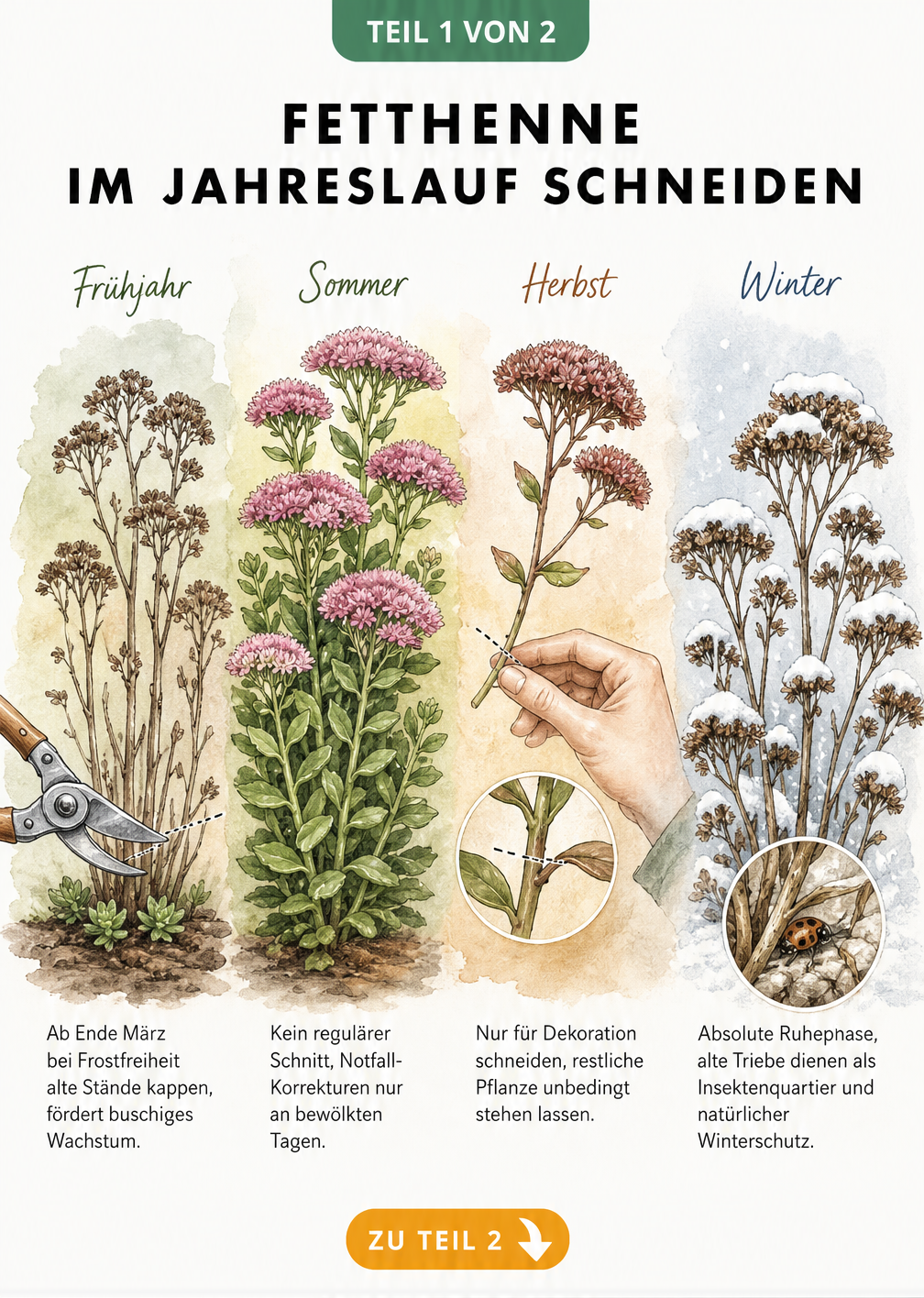 Botanische Illustration einer Fetthenne in vier saisonalen Entwicklungsstadien mit Schnittanleitungen für Frühjahr, Sommer, Herbst und Winter.