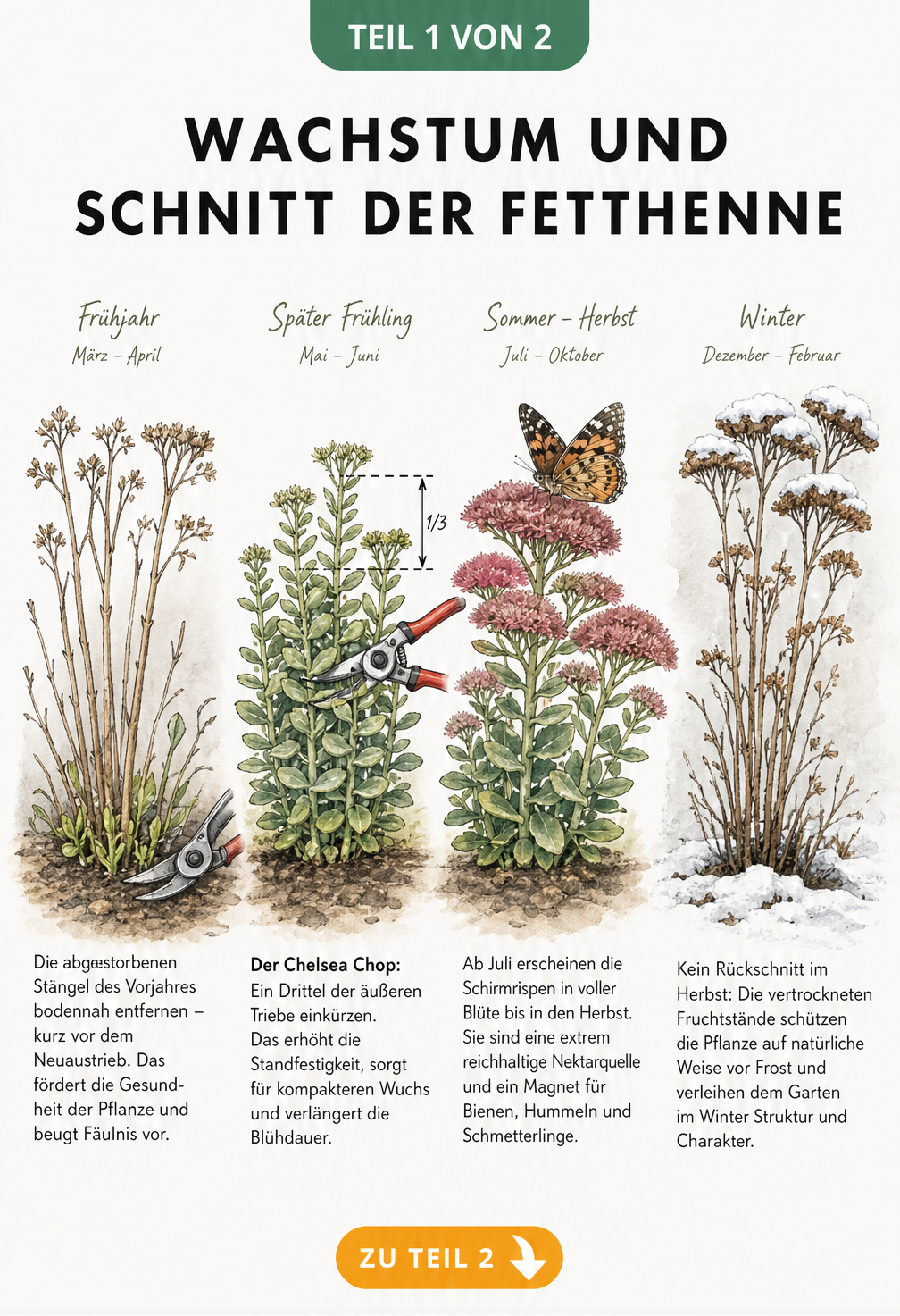 Querschnitt durch den Boden mit einer Fetthenne, der die wasserspeichernden Blätter, das Pflanzloch und die Drainageschicht zeigt.