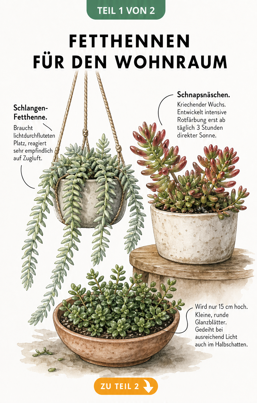 Illustration von drei Fetthennen-Arten für den Wohnraum: Sedum morganianum, Sedum rubrotinctum und Sedum makinoi 'Tornado' in Pflanzgefäßen