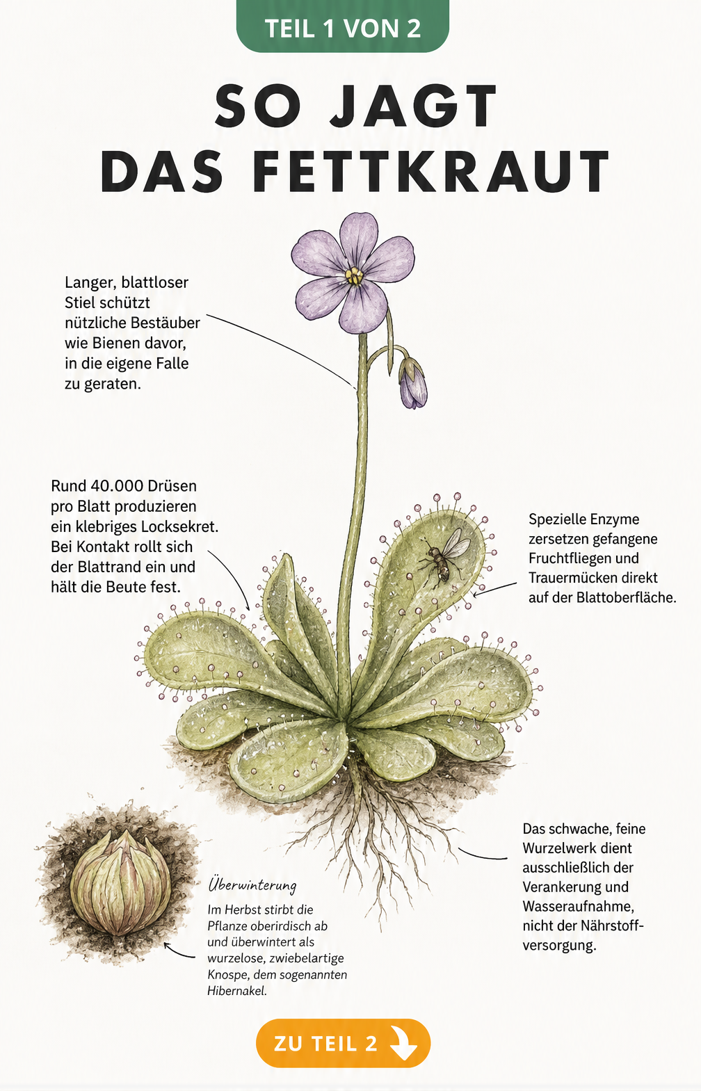 Botanische Illustration des Gemeinen Fettkrauts mit Details zu Blüte, Blättern, Wurzeln und Hibernakel