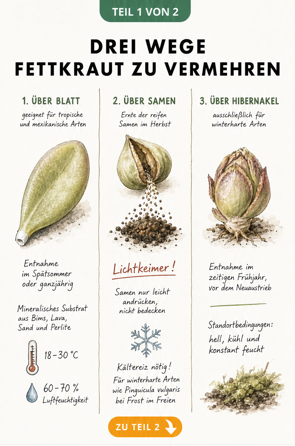 Botanische Illustration der drei Vermehrungsmethoden für Fettkraut: Blattstecklinge, Samen und Hibernakel mit Pflegehinweisen.