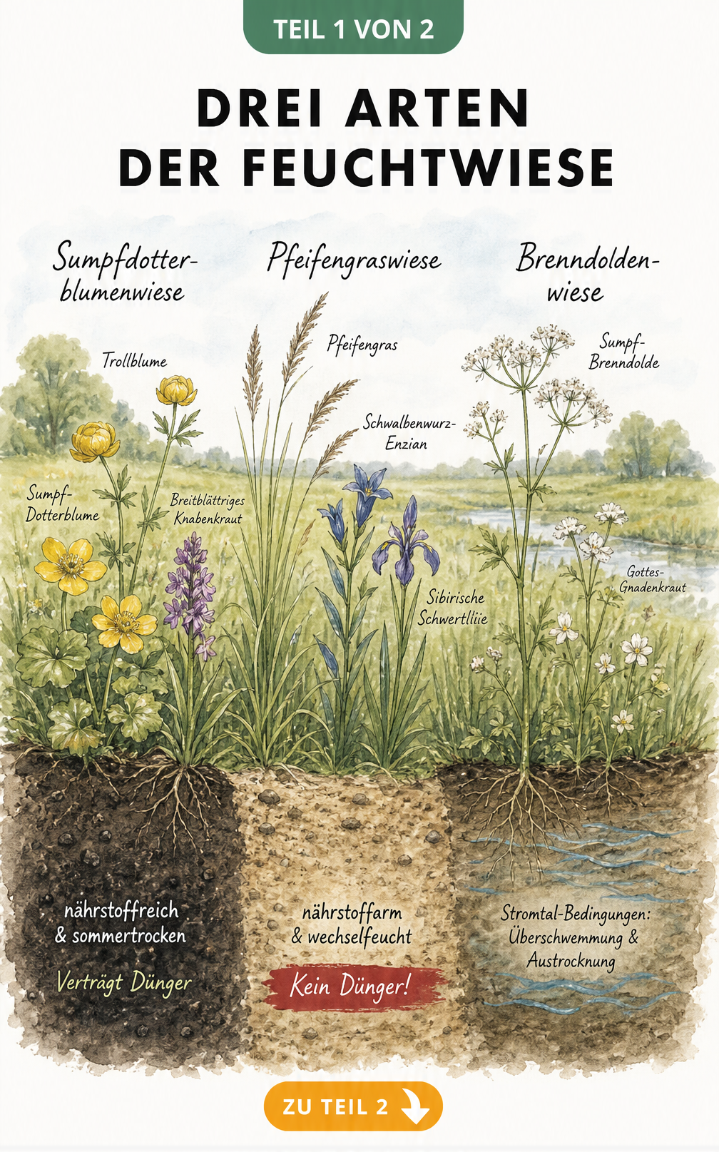 Botanische Illustration von drei Feuchtwiesen-Arten: Sumpfdotterblumenwiese, Pfeifengraswiese und Brenndoldenwiese mit Bodenprofilen.