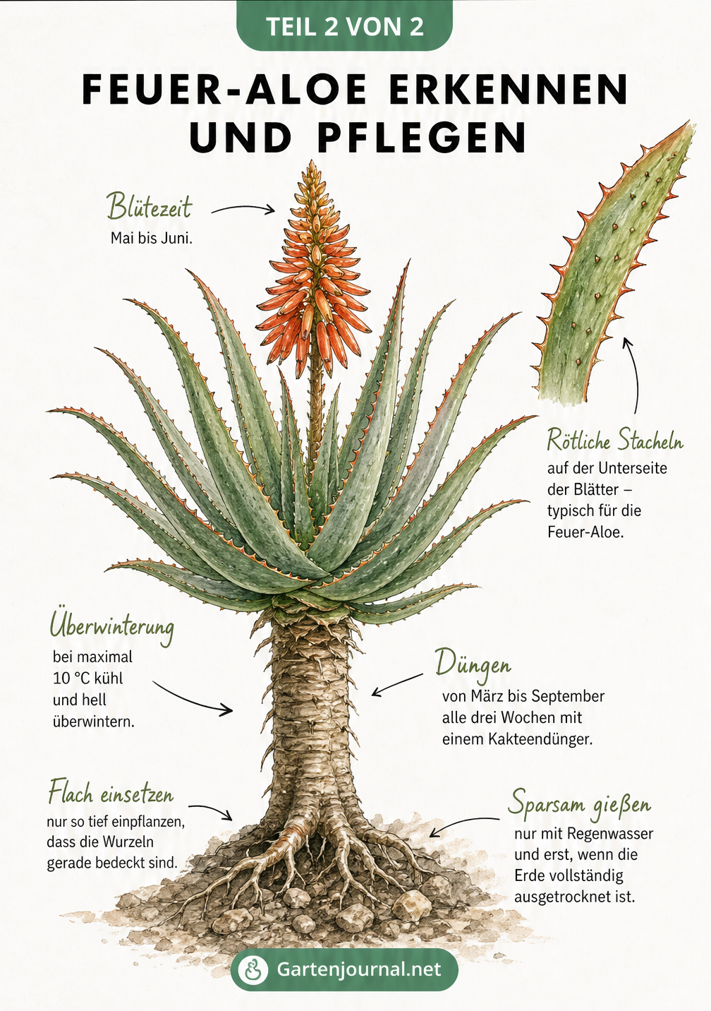 Illustration der Feuer-Aloe mit roter Blütentraube, Stacheln und Pflegehinweisen