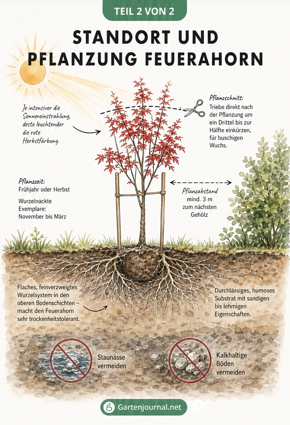 Querschnitt durch den Gartenboden mit einem frisch gepflanzten Feuerahorn, Wurzeln und Pflanzschnitt