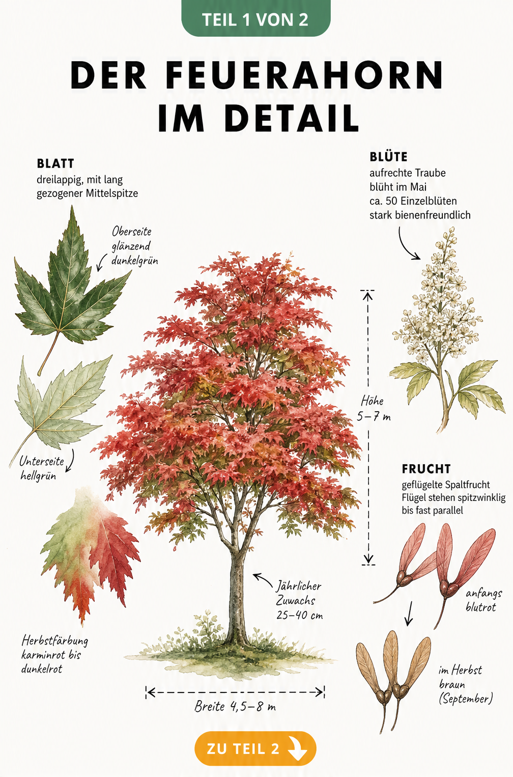 Botanische Lehrtafel des Feuerahorns mit Wuchsform, Blättern, Herbstfärbung, Blüten und Früchten