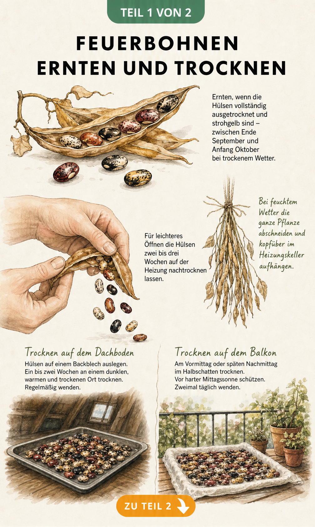 Illustration von Feuerbohnen bei der Ernte und Trocknung auf einem Backblech