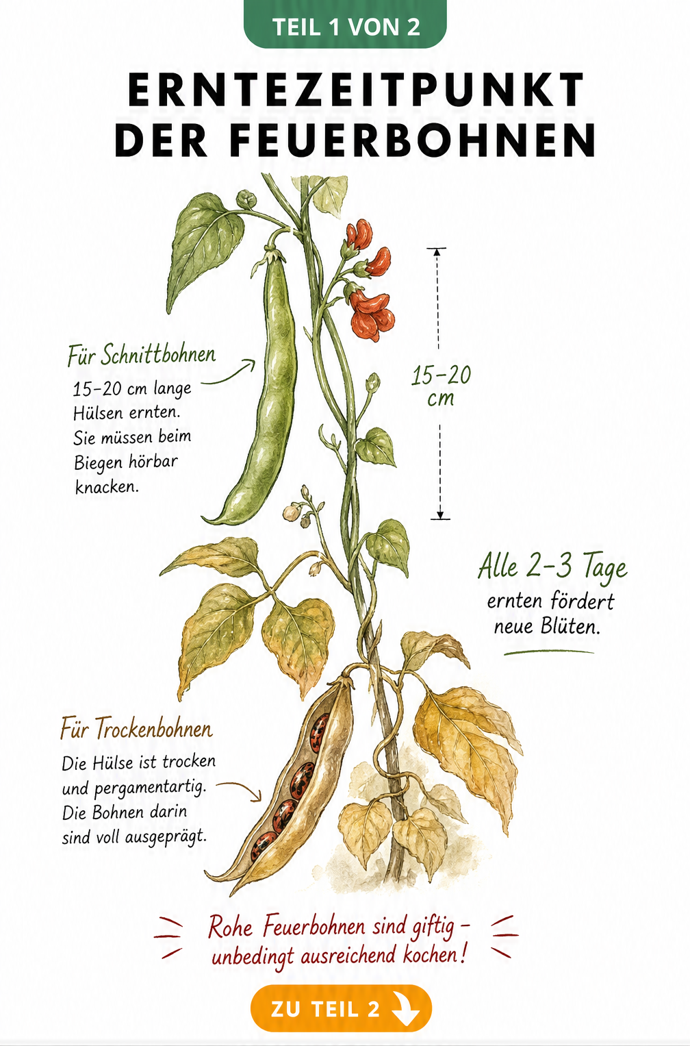 Botanische Illustration einer Feuerbohnen-Ranke mit grüner Schnittbohne und reifer Trockenbohne