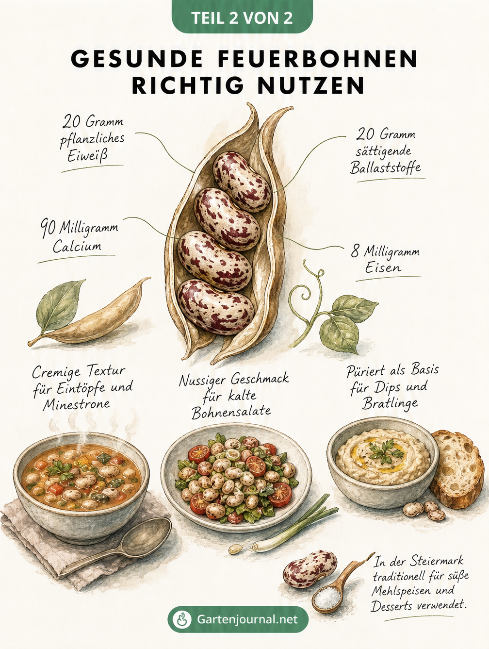 Illustration einer geöffneten Feuerbohnenhülse mit Nährwerten und kulinarischen Verwendungsmöglichkeiten