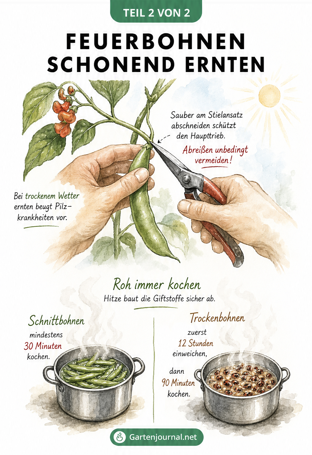 Illustration einer Hand, die eine Feuerbohne mit einer Gartenschere abschneidet, sowie zwei Kochtöpfe mit Garzeiten