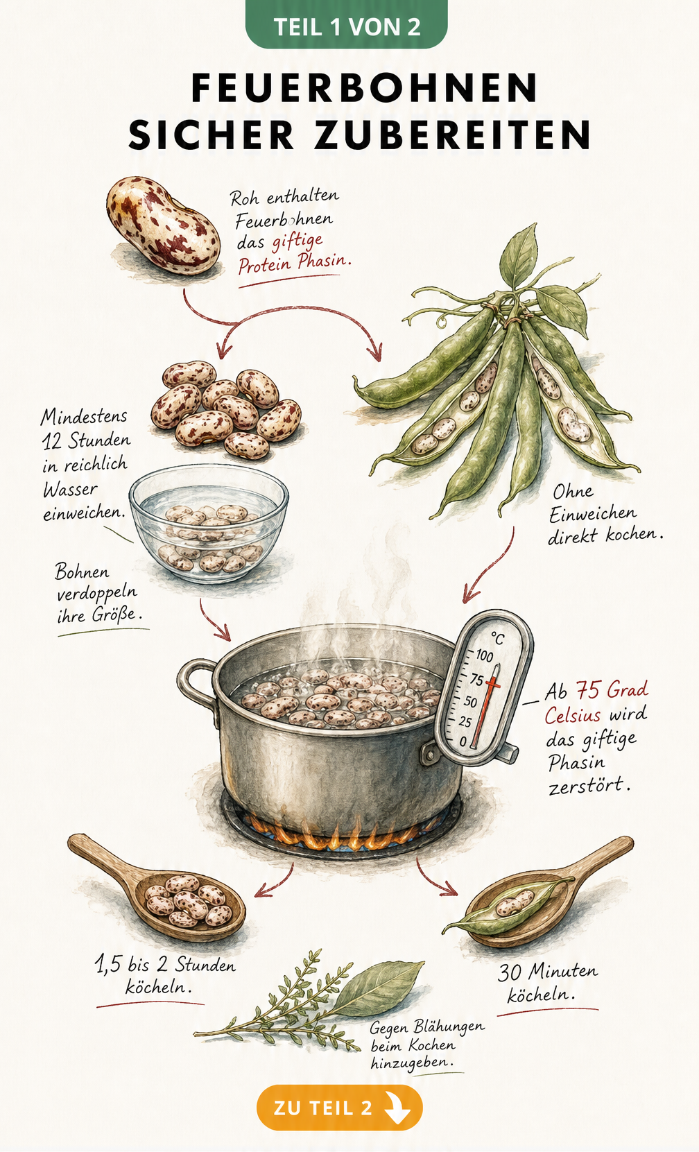 Illustration zur sicheren Zubereitung von Feuerbohnen mit Kochtopf, Thermometer und Garzeiten