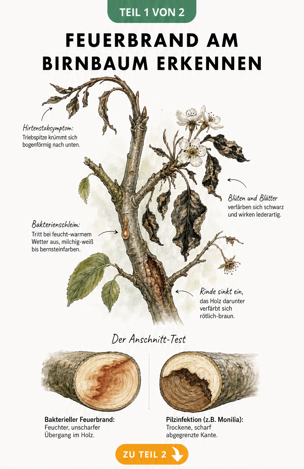 Illustration eines Birnbaumzweigs mit Symptomen von Feuerbrand wie verfärbten Blättern und Bakterienschleim sowie einem Querschnitt-Vergleich zu Pilzbefall
