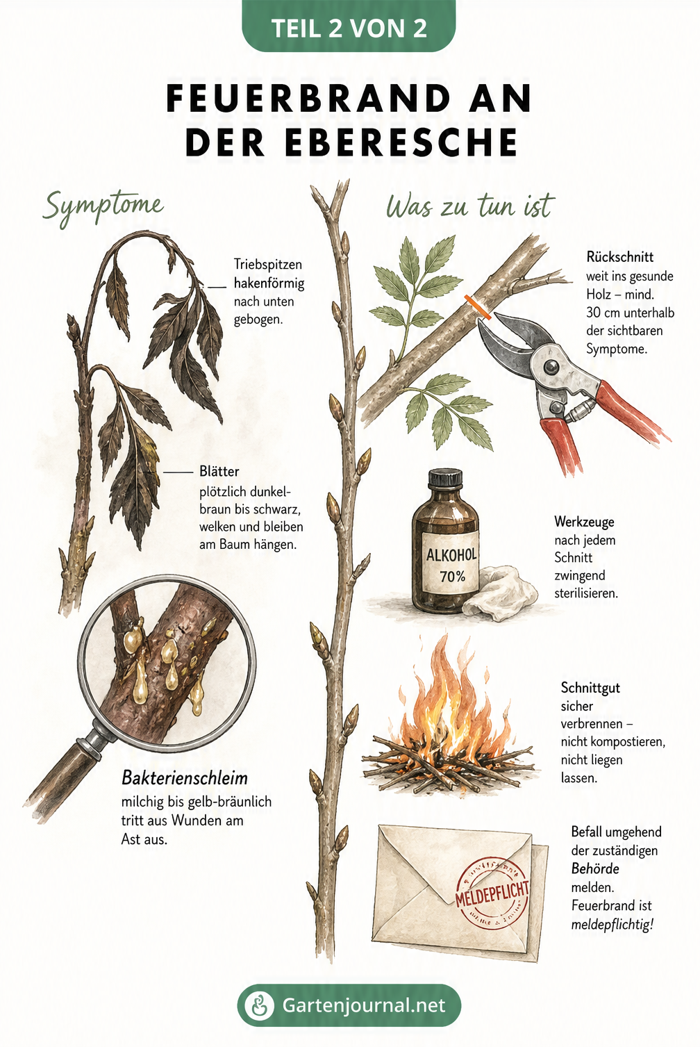 Illustration von Feuerbrand an der Eberesche mit welken Blättern, hakenförmiger Triebspitze und Bakterienschleim sowie Maßnahmen wie Rückschnitt und...