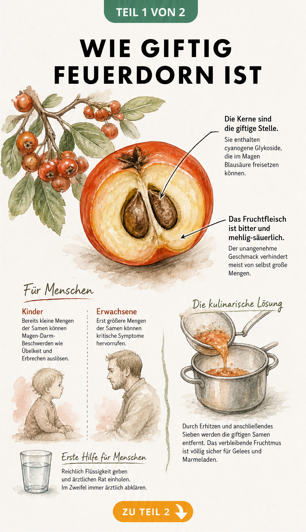 Botanische Illustration einer Feuerdorn-Beere, die zeigt, dass nur die Samen giftige Blausäure freisetzen, während das Fruchtfleisch bitter schmeckt.